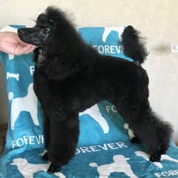 Rocksy - Poodle