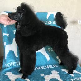 Rocksy - Poodle