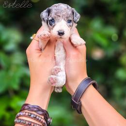 Estelle - Blue merle female Aussiedoodle puppy in Centreville, Mississippi from Trin's Designer Doodles