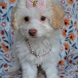 Shasta - White female Maltipoo puppy in Crestview, Florida from Little Cupcakes and Little Pumpkins Maltipoos