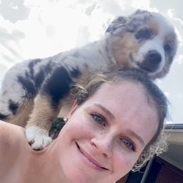 Miniature American Shepherd Puppies from Paragon Ranch