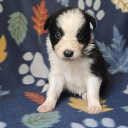 Bagel - Black and white male Border Collie puppy in East Brady, Pennsylvania from Riverwood