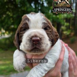 Liberty - Liver white and roan male English Springer Spaniel puppy in Ocoee, Tennessee from Ocoee Mountain Springers