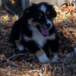 Patch - Black tri female Toy Australian Shepherd puppy in Forney, Texas from Texas Talent Toy Aussie's