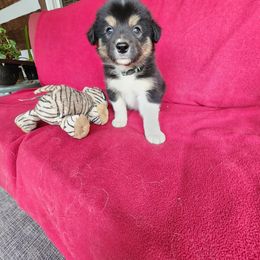Argo - Black and white male Border Collie puppy in New Oxford, Pennsylvania from The Weekend Farm