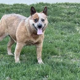 Ariat - Australian Cattle Dog