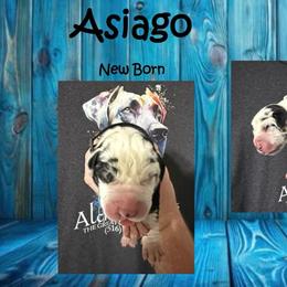 Asiago - Harlequin male Great Dane puppy in Medford, New York from Alchemy Danes