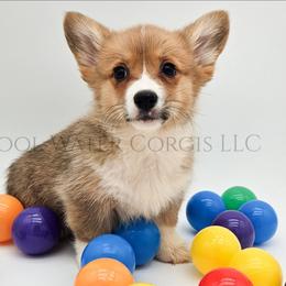 Hermonie - Red female Pembroke Welsh Corgi puppy in Kiowa, Colorado from Cool Water Corgis LLC