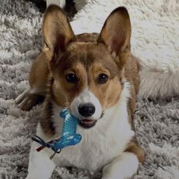 Pembroke Welsh Corgis from Tref Corgi No longer breeding