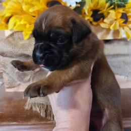 Dior - Fawn female Boxer puppy in Marion, Montana from Serendipity's European Boxers
