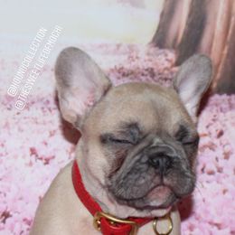 French Bulldog Puppies from 5th Avenue French Bulldogs