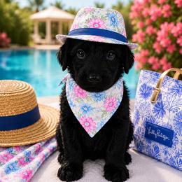 Cream collar male  tiger - Black male Goldendoodle puppy in Aurora, Illinois from Chicago Goldendoodles