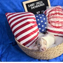 Chestnut - Piebald male Dachshund puppy in Rosanky, Texas from Sandy Creek Miniature Dachshunds