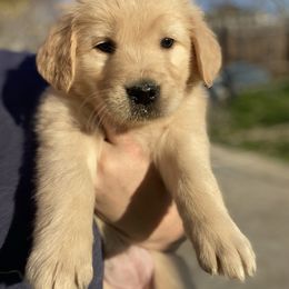 Golden Retriever Puppies from Rainy Day Goldens