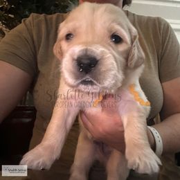 Brazil (Little Latins Litter) - Golden male Golden Retriever puppy in Argyle, Texas from Skarlotte Goldens, LLC