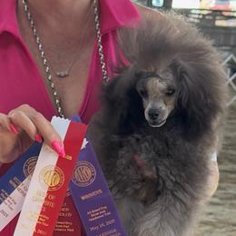 Kevin - Poodle