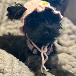Raven Elise - Yorkshire Terrier
