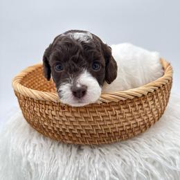 Grace - Parti female Goldendoodle puppy in Connecticut from Gracie Doodle