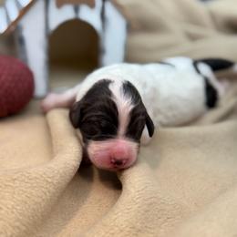Brown and white parti - male Newfypoo puppy in Brandenburg, Kentucky from Bluegrass River Newfoundlands