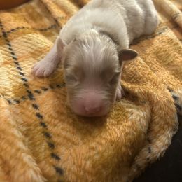 Rusty - male Australian Shepherd puppy in Arcanum, Ohio from Krafthaus Rottweilers