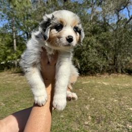 Australian Shepherd Puppies from Ace of Spades Australian Shepherds