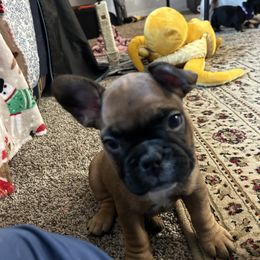 French Bulldog Puppies from Fishie's Frenchies