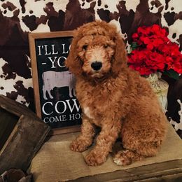 Goldendoodles from Boulder Mountain Doodles