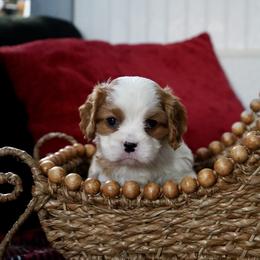 Strickland - Blenheim male Cavalier King Charles Spaniel puppy in Lula, Georgia from Cavaliers by Crumley