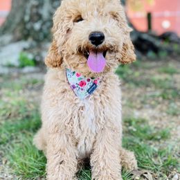 Goldendoodle Puppies from Rose Lane Doodles