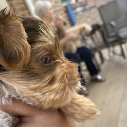 Hershey  - Yorkshire Terrier