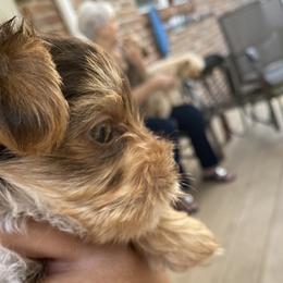 Hershey  - Yorkshire Terrier