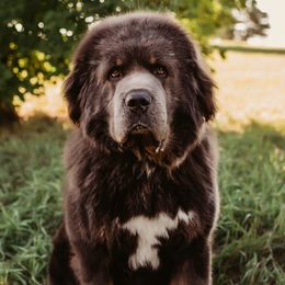 Thanos - Tibetan Mastiff