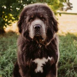 Thanos - Tibetan Mastiff