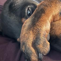 Manchester Terrier Puppies from MosaicManchesters.com