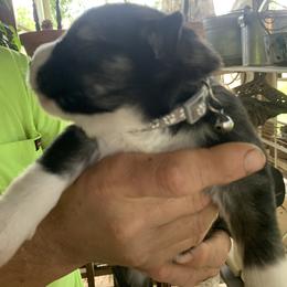 Siberian Husky Puppies from TRUHUSKY SIBERIANS