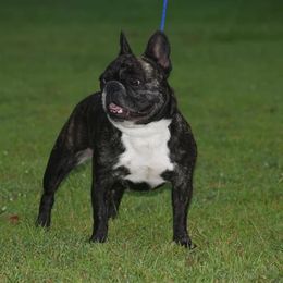 Sugar - French Bulldog