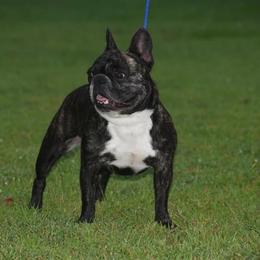 Sugar - French Bulldog