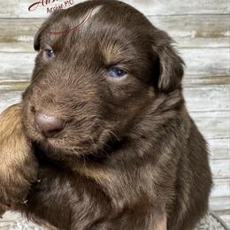 Red Tri 2 - Red tri-color male Australian Shepherd puppy in Archie, Missouri from Beachin' Aussies