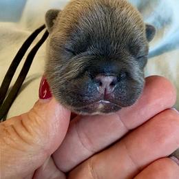Grey Collar - White and fawn male French Bulldog puppy in North Port, Florida from Shoreline Bulldogs