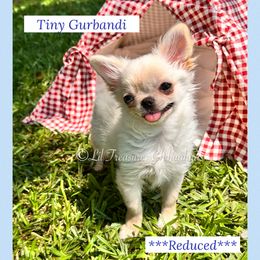 Tiny Gurbandi - Cream and white male Chihuahua puppy in Anderson, South Carolina from Lil Treasures Chihuahuas