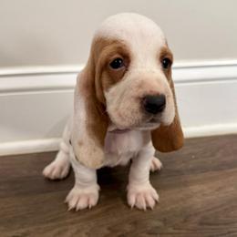 Fuchsia Lace Ear - Lemon and white female Basset Hound puppy in Douglas, Georgia from Huffer Hounds and Havanese