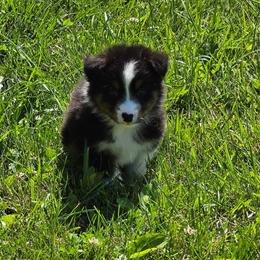 Coal - Black tri-color male Australian Shepherd puppy in Mount Clare, West Virginia from Pineview Farms Australian Shepherds