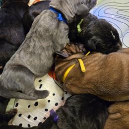 Blue collar male - Gray male Cane Corso puppy in St. Augustine, Florida from RG2 Cane Corsos