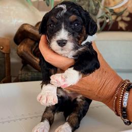 Dill - Tri-color male Bernedoodle puppy in Yuba City, California from Ranch House Doodles