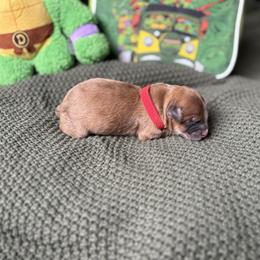 Raphael - Merle male Whoodle puppy in Gladewater, Texas from Kalin’s K9s