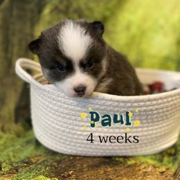 Paul - Blue male Pomsky puppy in Winston, Oregon from Arctic Tails Spitz