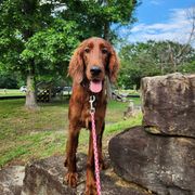 Roulette - Mahogany female Irish Setter puppy in Leslie, Arkansas from Shakarri Irish Setters
