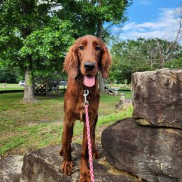 Roulette - Mahogany female Irish Setter puppy in Leslie, Arkansas from Shakarri Irish Setters