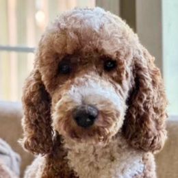 Winnie - Goldendoodle