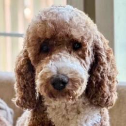 Winnie - Goldendoodle